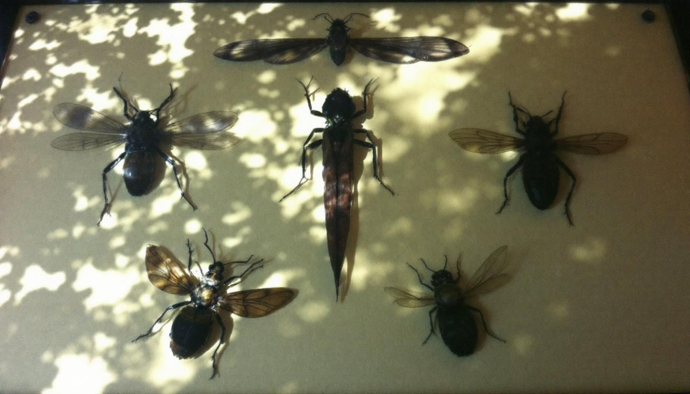 Comment les insectes séchés améliorent la santé de divers animaux ?